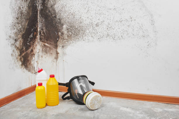 Best White Mold Remediation in Lynbrook, NY