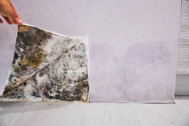 Best Residential Mold Remediation in Lynbrook, NY